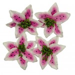 Handmade mulberry Lily, dia ~5cm, 4 pcs, WHITE-HOT PINK
